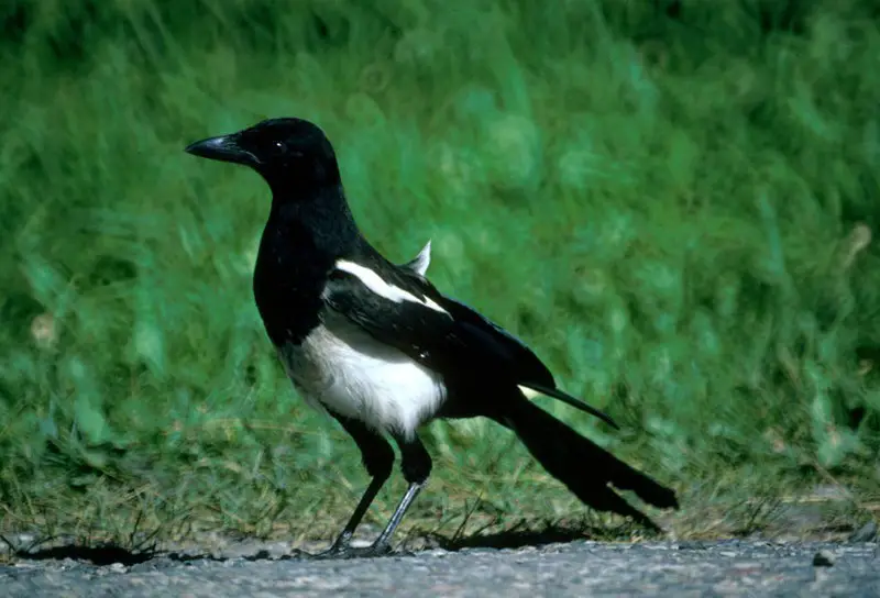 Black Birds in Michigan