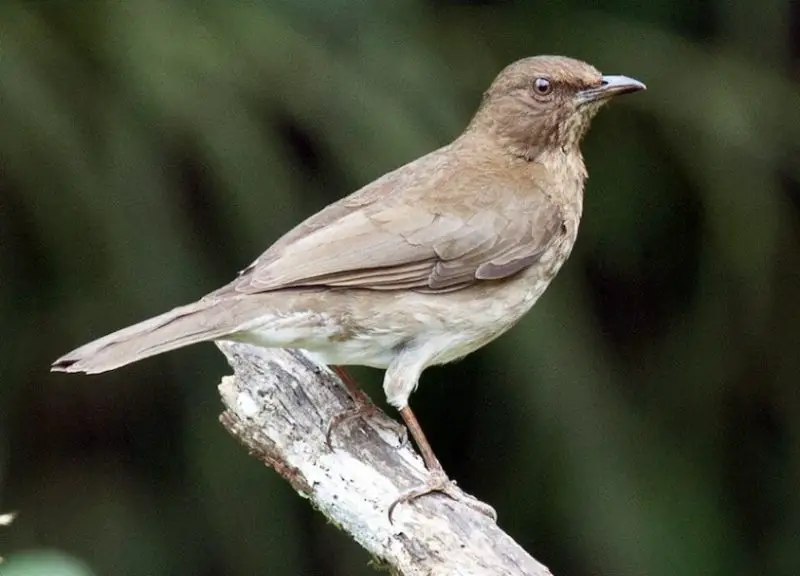 Brown Birds with Yellow Beaks