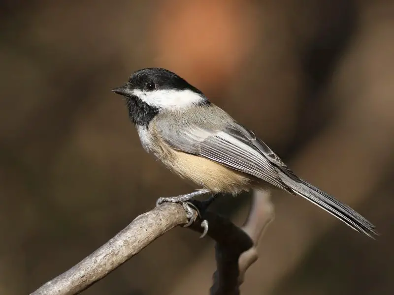 Black and White Birds