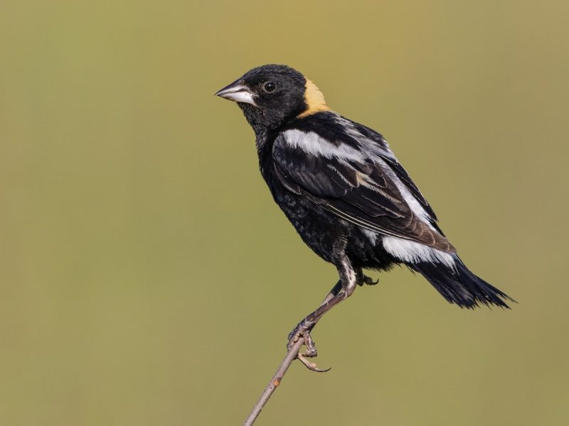 Black Birds in Michigan