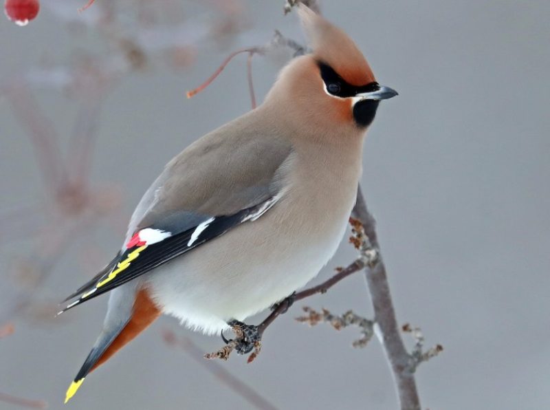 Brown Birds with Yellow Beaks