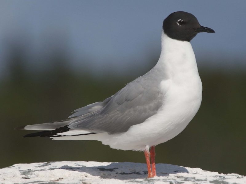 Black and White Birds