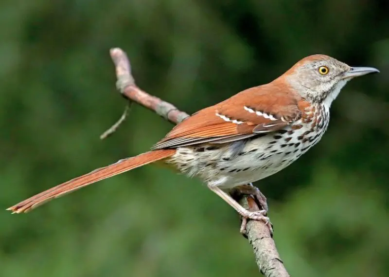 Brown Birds with Yellow Beaks