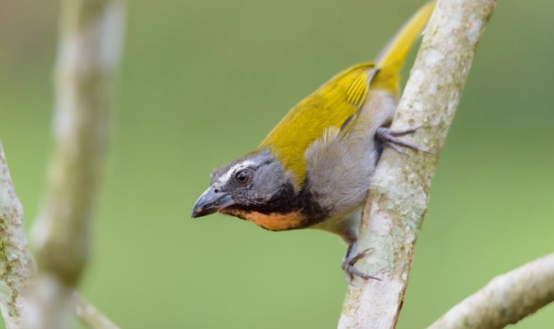 Brown Birds with Yellow Beaks