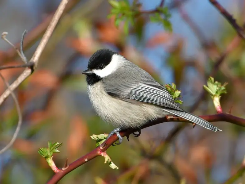 Black and White Birds