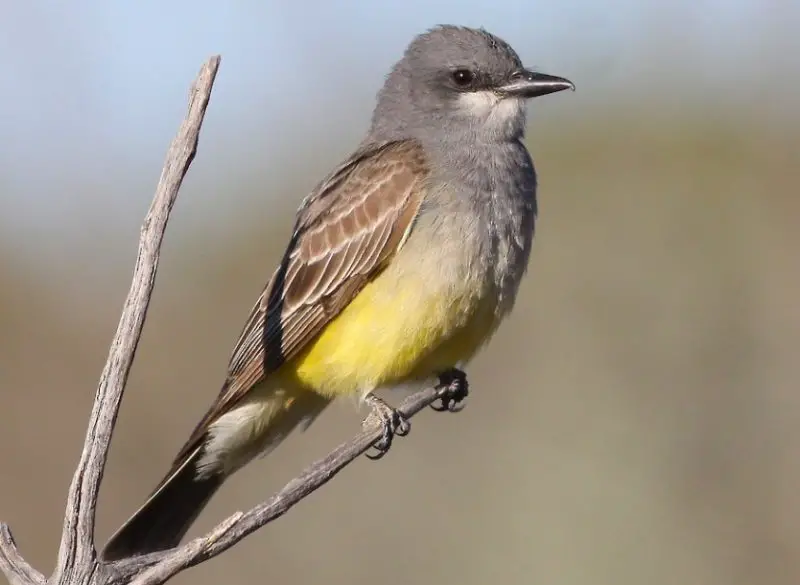 Brown Birds with Yellow Beaks