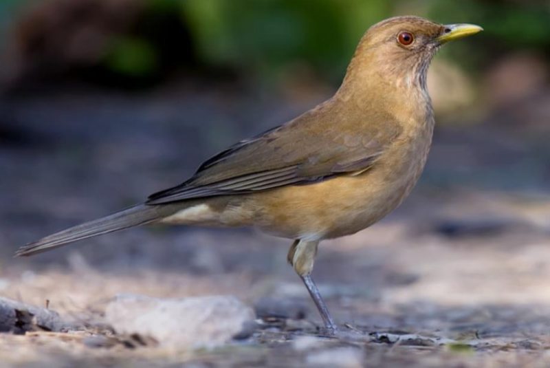 Brown Birds with Yellow Beaks