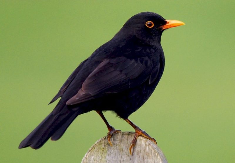 Brown Birds with Yellow Beaks