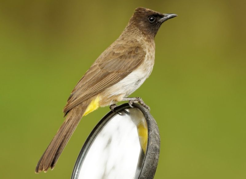 Brown Birds with Yellow Beaks