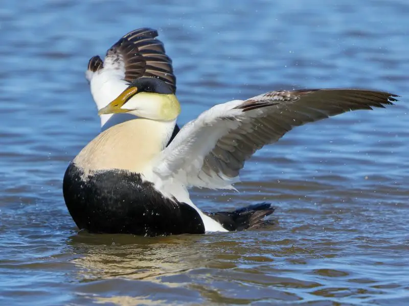 Black and White Birds