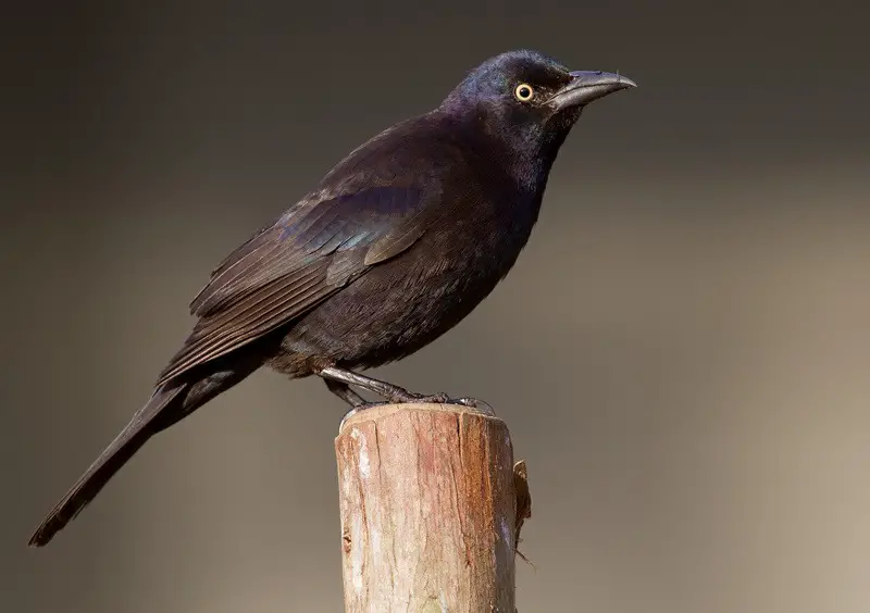 Black Birds in Michigan