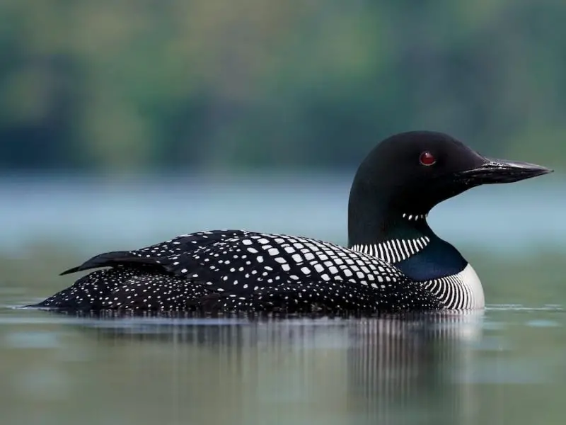 Black and White Birds