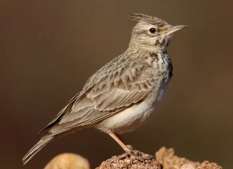 Brown Birds with Yellow Beaks