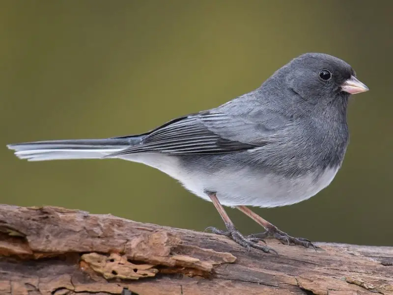 Black Birds in Michigan