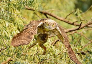 Do Owls Eat Rabbits