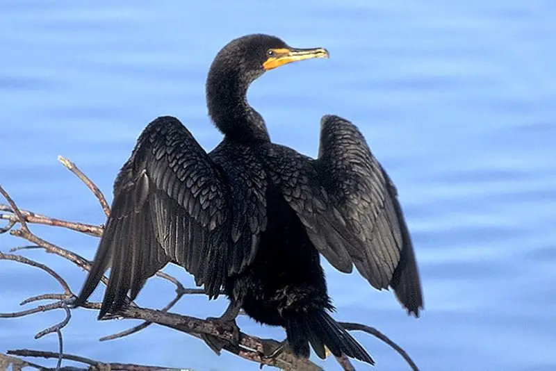 Black Birds in Michigan