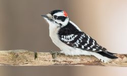 10 Common Florida Woodpeckers (With Pictures and Identification)