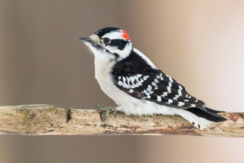 Black and White Birds