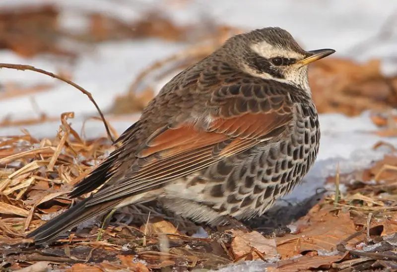 Brown Birds with Yellow Beaks