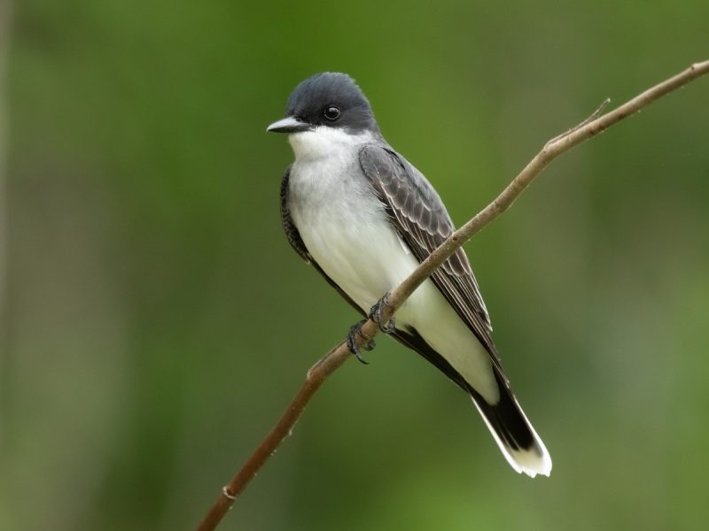 Black and White Birds