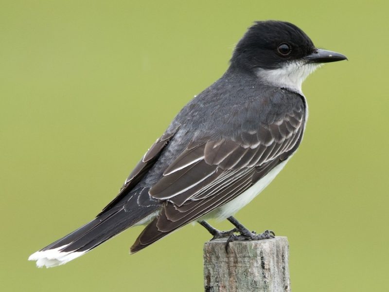 Black Birds in Michigan