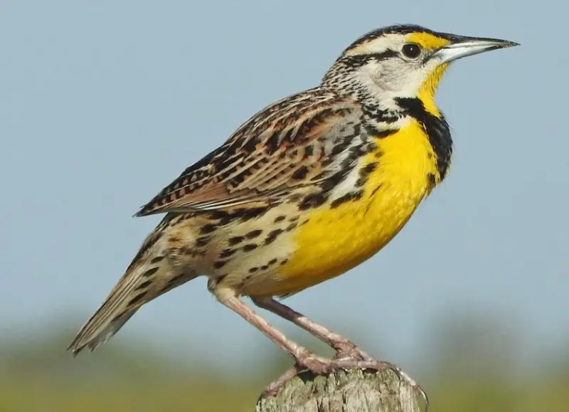 Brown Birds with Yellow Beaks