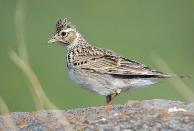 Brown Birds with Yellow Beaks