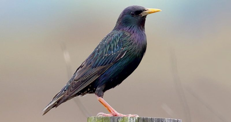 Black Birds in Michigan