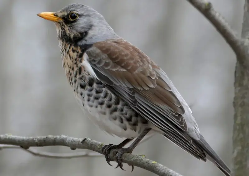 Brown Birds with Yellow Beaks