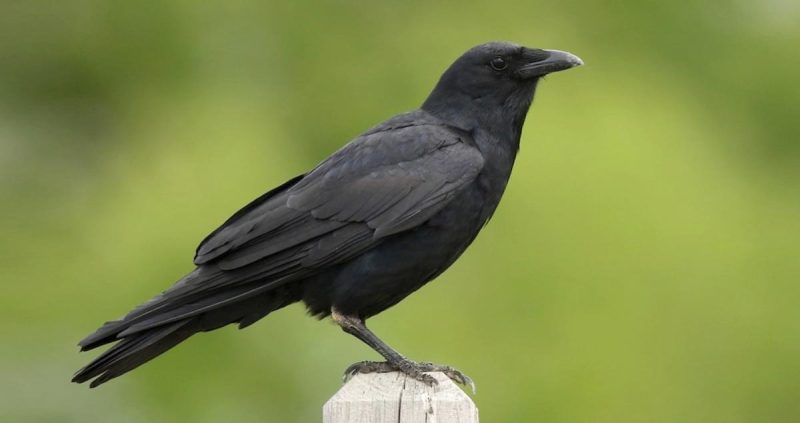 Black Birds in Michigan