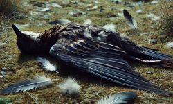 Found a Dead Bird Without a Head? Here’s Why