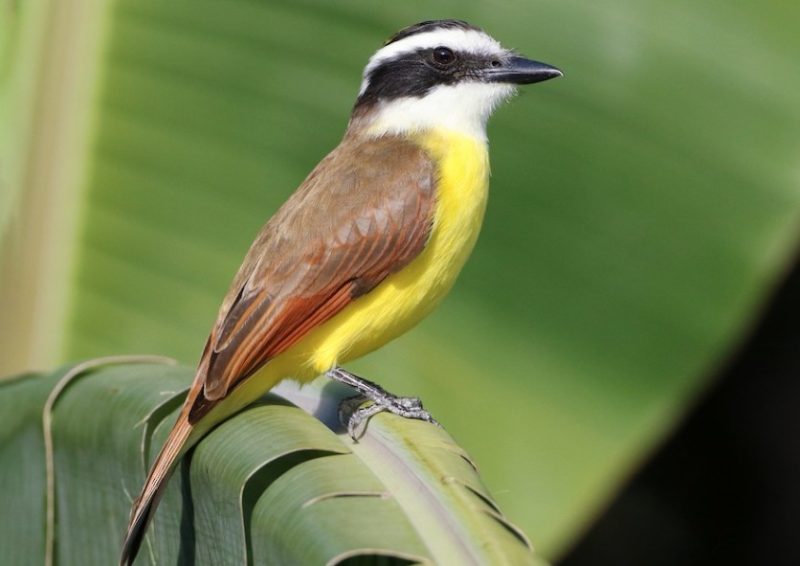 Brown Birds with Yellow Beaks