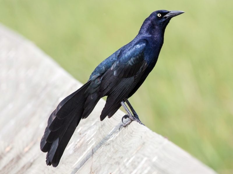 Black Birds in Michigan