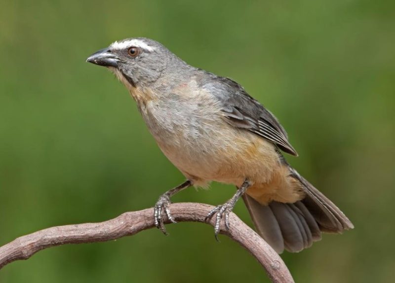 Brown Birds with Yellow Beaks