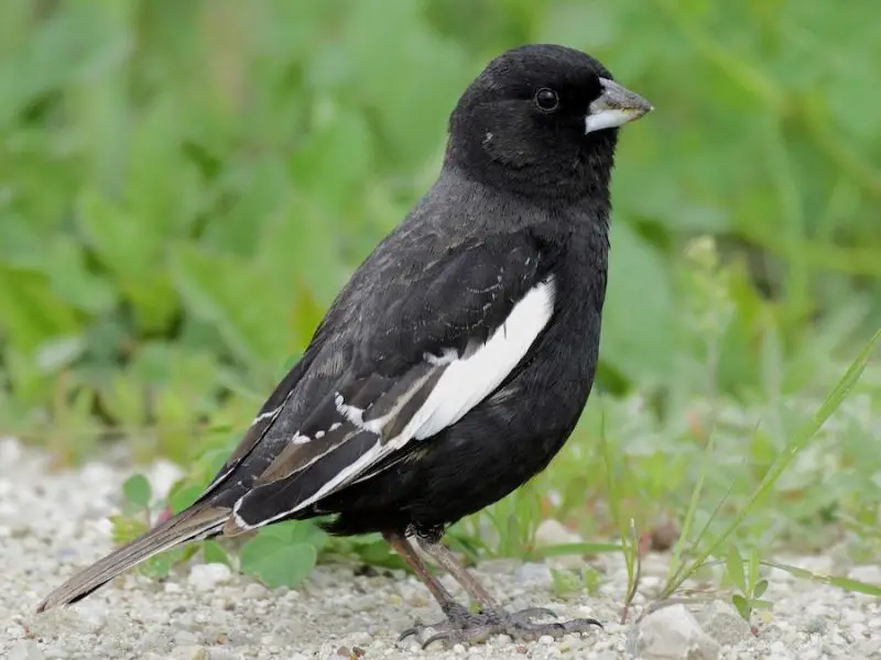 Black and White Birds