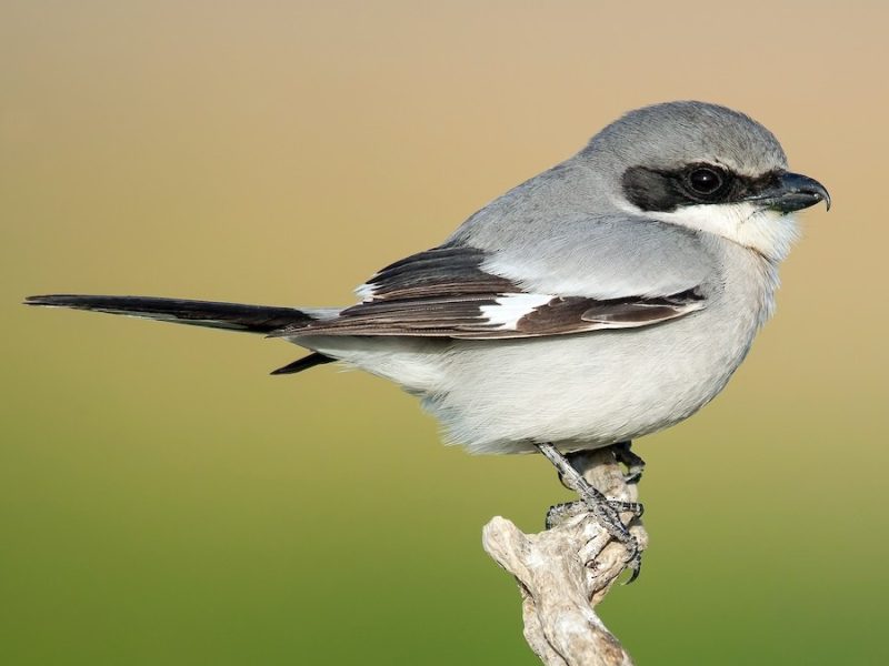 Black and White Birds