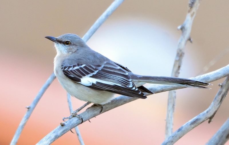 Black and White Birds