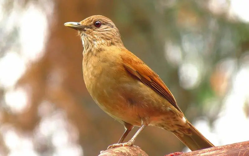 Brown Birds with Yellow Beaks