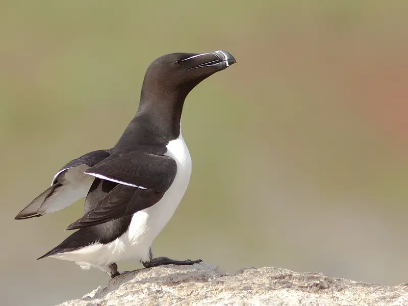 Black and White Birds