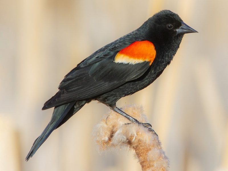 Black Birds in Michigan