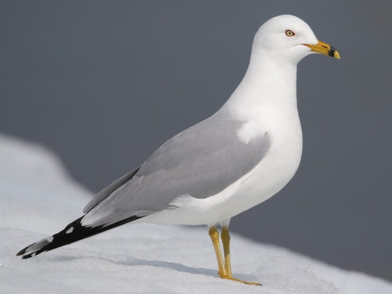 Black and White Birds