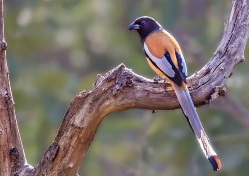 Brown Birds with Yellow Beaks