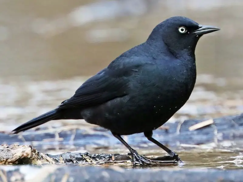 Black Birds in Michigan