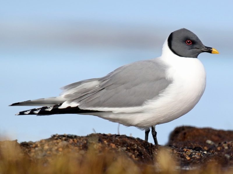 Black and White Birds