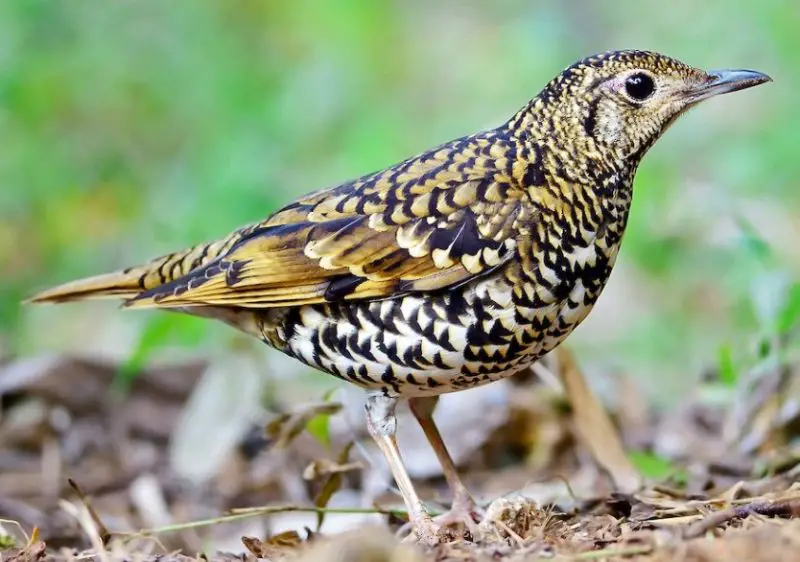 Brown Birds with Yellow Beaks