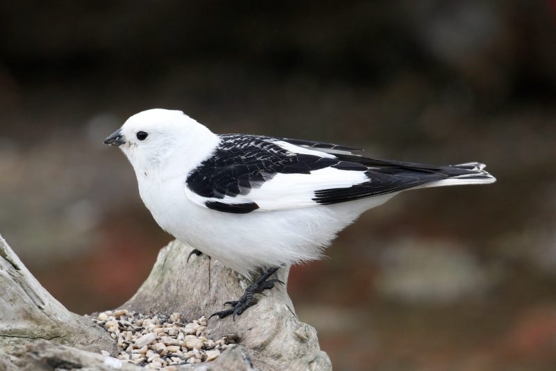 Black and White Birds