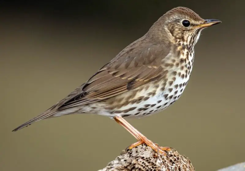 Brown Birds with Yellow Beaks