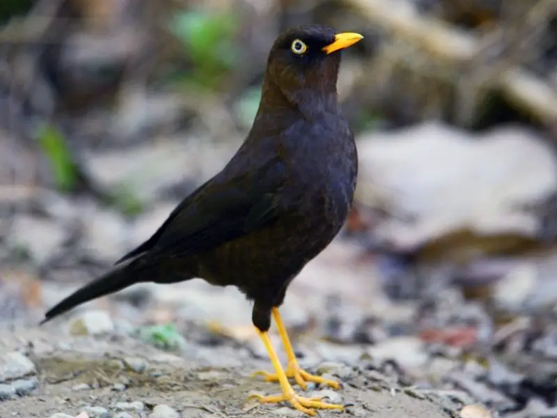 Brown Birds with Yellow Beaks