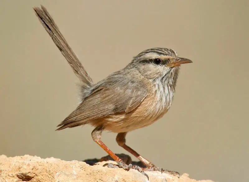 Brown Birds with Yellow Beaks