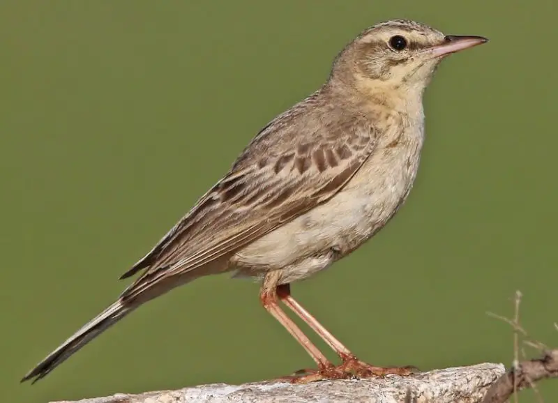 Brown Birds with Yellow Beaks